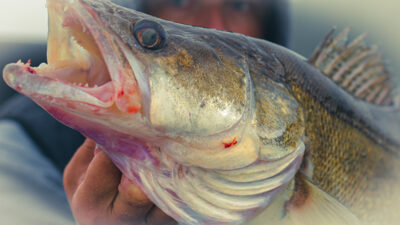 Pike perch, 6.7 kg — Kupiškio