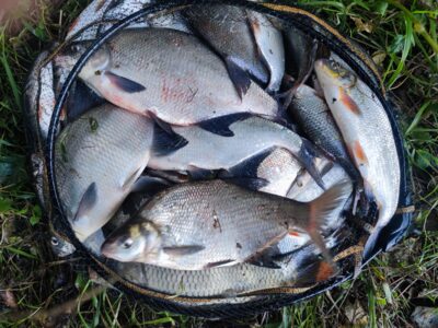 Carp bream — Neman River