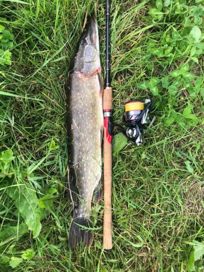 Northern Pike, 1.5 kg