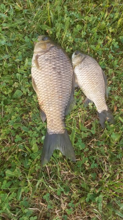 Prussian carp ×2