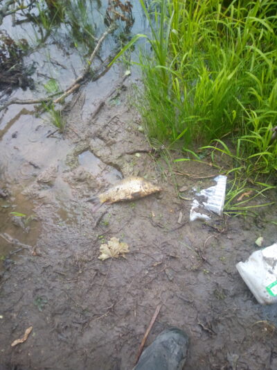 Mirror carp