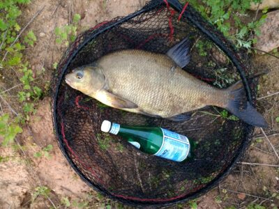 Carp bream, 2.4 kg