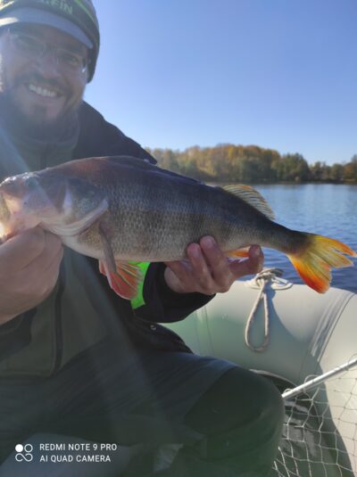 Eurasian perch, 1.1 kg — Luodis