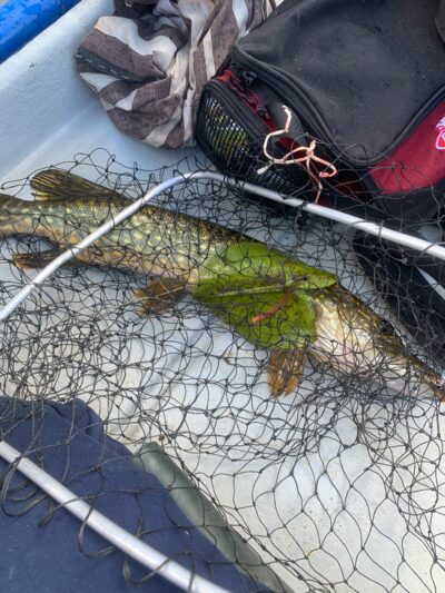 Northern Pike, 1.6 kg — Mūšėjus