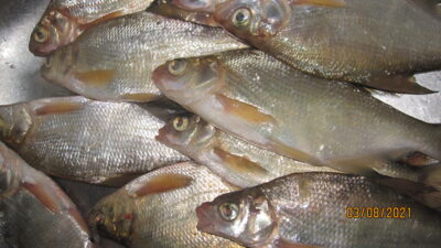 Carp bream ×14 — Pakumulšių II-asis