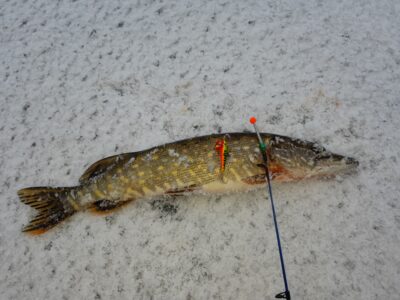 Northern Pike
