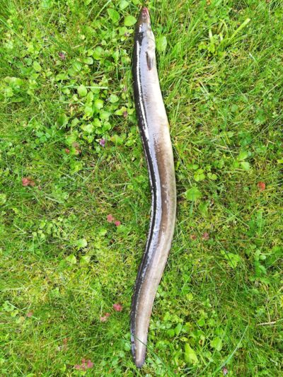 European eel, 0.5 kg — Sartai