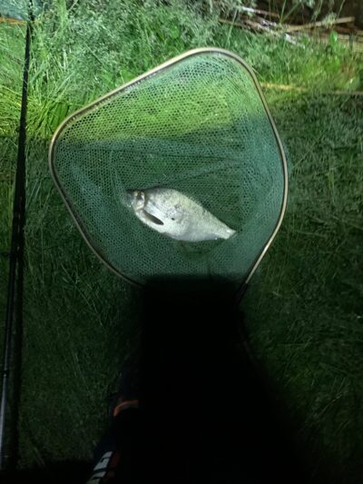Carp bream, 0.7 kg — Rubikių
