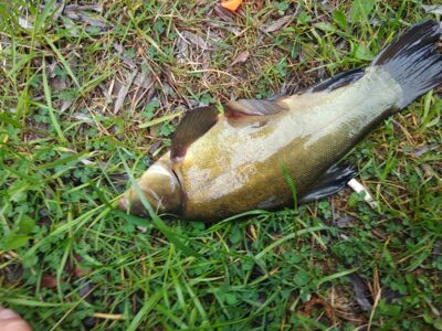 Tench
