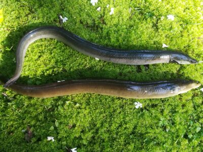 European eel ×2 — Sartai