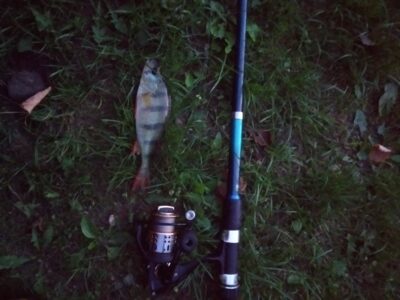 Eurasian perch — Ilgis