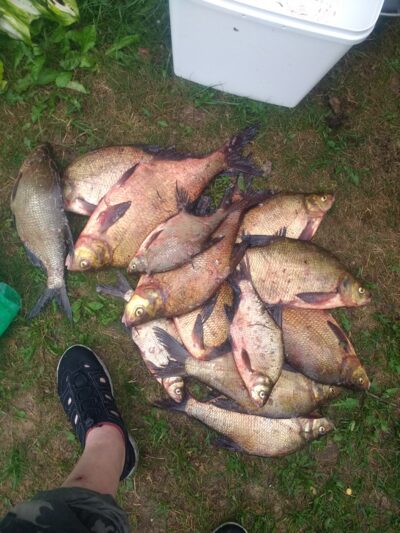 Carp bream