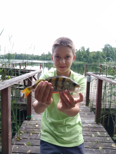 Eurasian perch — Ilgis