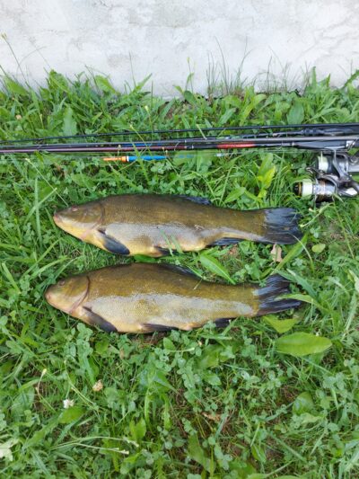 Tench
