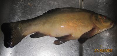 Tench, 0.7 kg