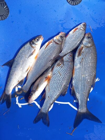 Zarte ×3