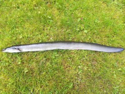 European eel, 0.9 kg — Sartai