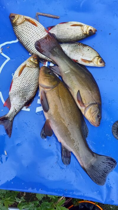 Tench ×2