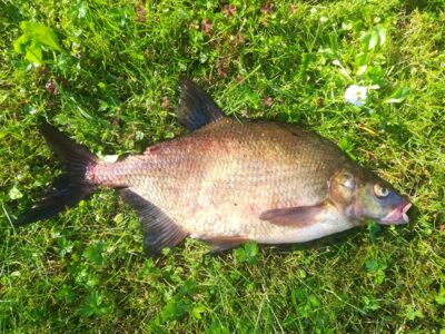 Carp bream, 1.6 kg — Zalvė