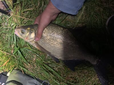 Carp bream, 1.1 kg — Rubikių