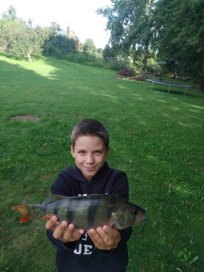 Eurasian perch, 0.5 kg — Ilgis