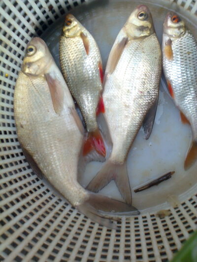 Silver Bream ×2 — Pakumulšių II-asis