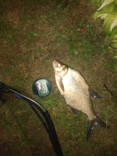 Carp bream, 1.1 kg