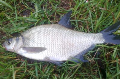 Carp bream