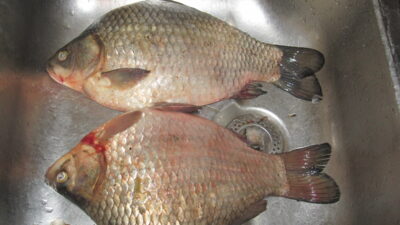 Prussian carp ×2