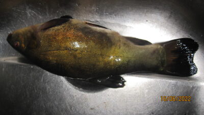 Tench, 0.5 kg