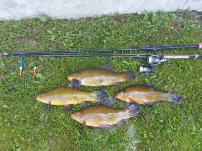Tench
