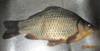 Prussian carp, 0.9 kg