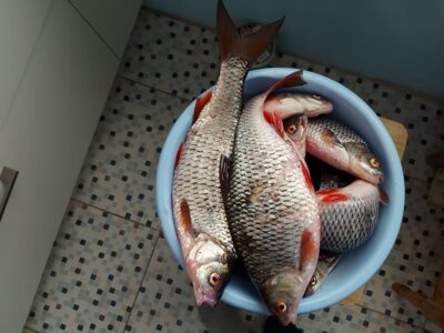 Roach, 0.5 kg