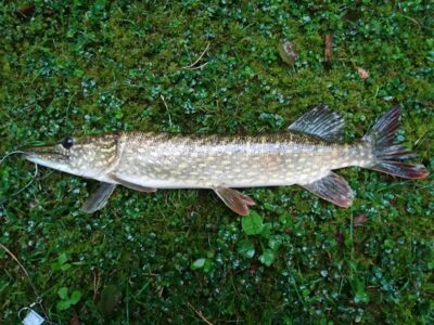 Northern Pike, 1.4 kg — Sartai