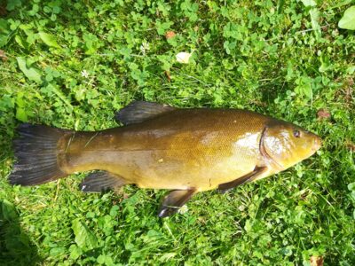 Tench, 1.5 kg — Sartai