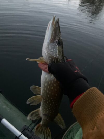 Northern Pike — Rubikių