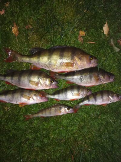 Eurasian perch ×7 — Zalvė