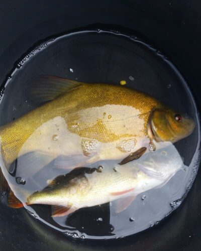Tench