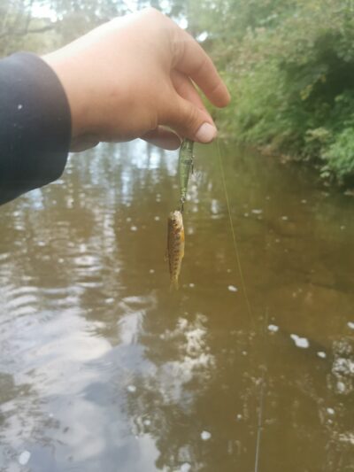 Brown Trout ×22