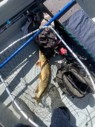 Northern Pike, 2.0 kg — Mūšėjus