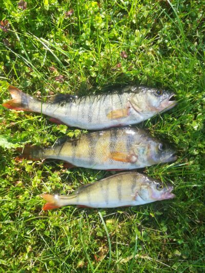 Eurasian perch ×3 — Zalvė