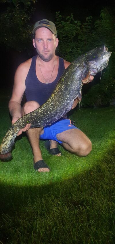 Wels catfish, 7.7 kg