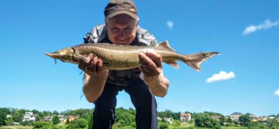 Beluga, 2.0 kg — Neman River