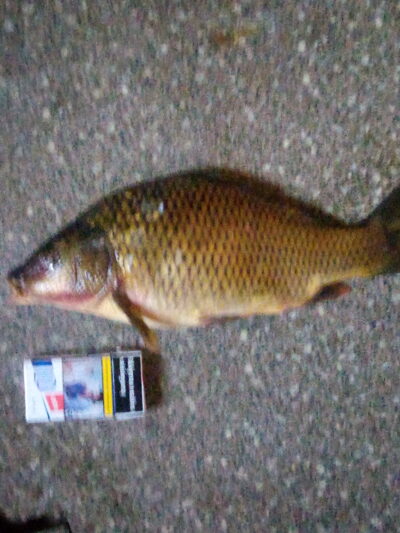Carp