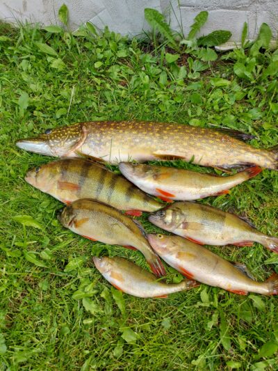 Northern Pike