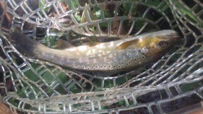 Margasis upėtakis, 0.3 kg