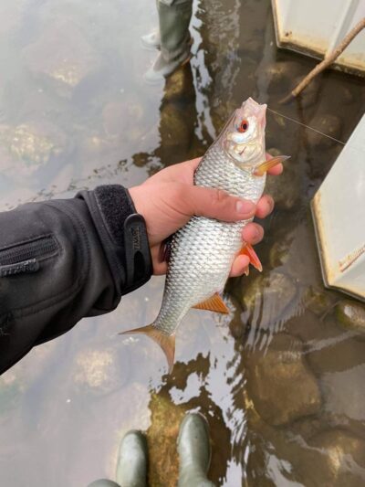 chub ×6