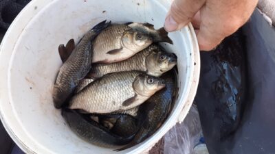 Prussian carp ×36