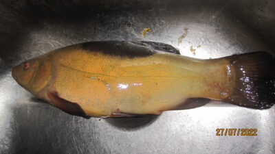 Tench, 0.6 kg
