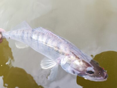 Pike perch — Kuršių